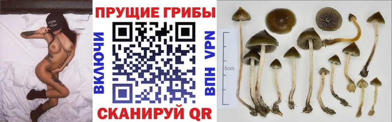 Купить закладки  Оса  Псилоцибиновые грибы мицелий 